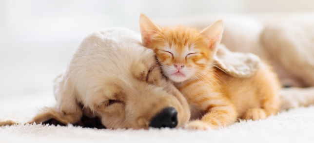 A photo a dog and a kitten sleeping comfortably