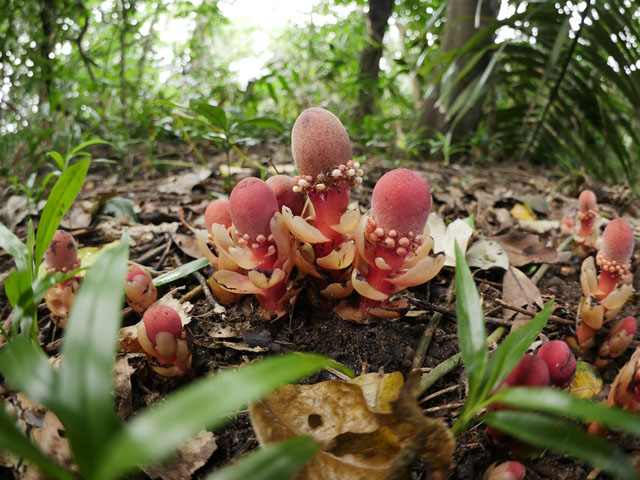 LUMIX GH4 SPECIAL GALLERY Takeshi Fukazawa -The Blessings of Kuroshio Current