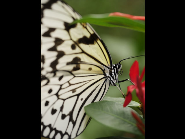 LUMIX GH4 SPECIAL GALLERY Takeshi Fukazawa -The Blessings of Kuroshio Current