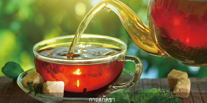 การสกัดชา