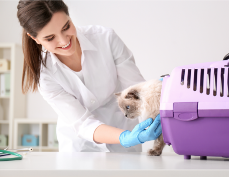 สัตวแพทย์หญิงกำลังนำแมวออกจากกรง: ภาพสัตว์เลี้ยง
