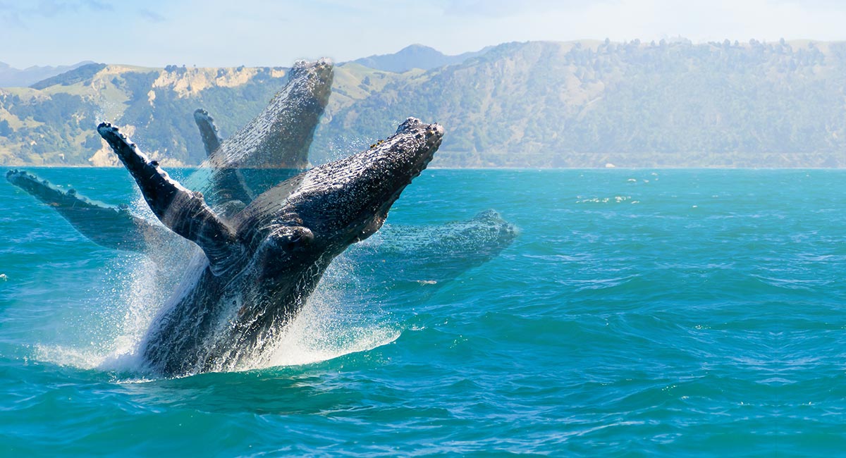 HD 高畫質的高速影片