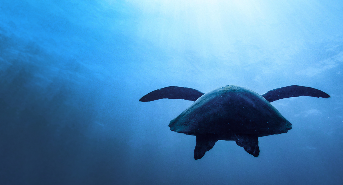 最有「潛」力的五防強固相機 ，上山下海的戶外夥伴