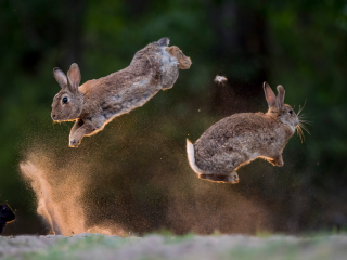 LEICA DG ELMARIT 200mm / F2.8 / POWER O.I.S. Sample Images 1