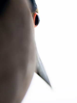 LEICA DG ELMARIT 200mm / F2.8 / POWER O.I.S. Sample Images 5