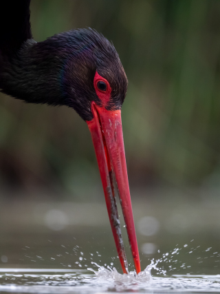 LEICA DG ELMARIT 200mm / F2.8 / POWER O.I.S. Sample Images 6