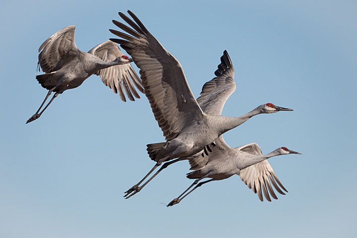 Camera: DMC-GX8 | 1/4000 sec, F6.3, ISO 400