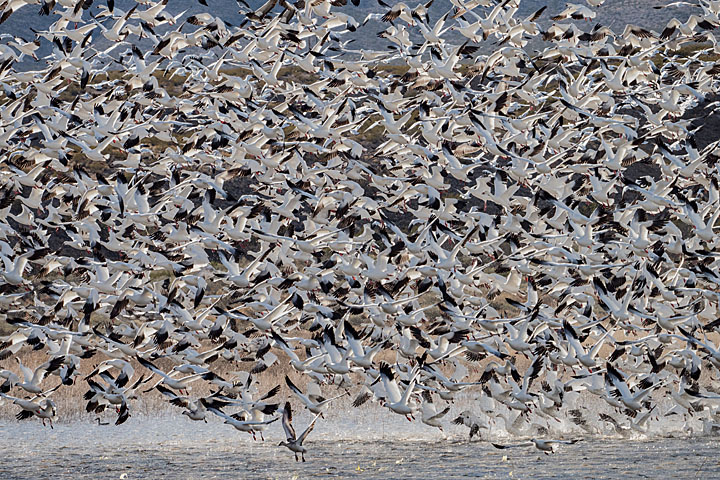 Camera: DMC-GX8 | 1/1600 sec, F7.1, ISO 320