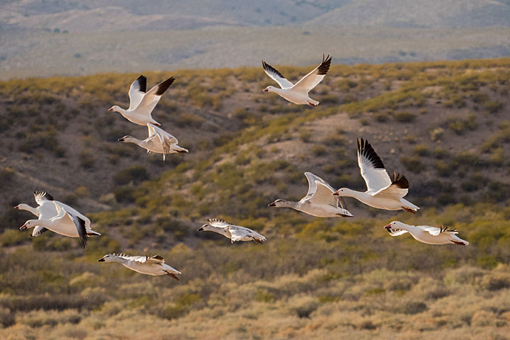 Camera: DMC-GX8 | 1/1600 sec, F6.3, ISO 800