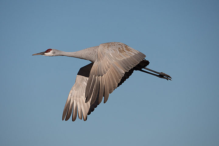 Camera: DMC-GX8 | 1/4000 sec, F6.3, ISO 400