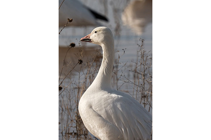 Camera: DMC-GX8 | 1/800 sec, F9.0, ISO 200