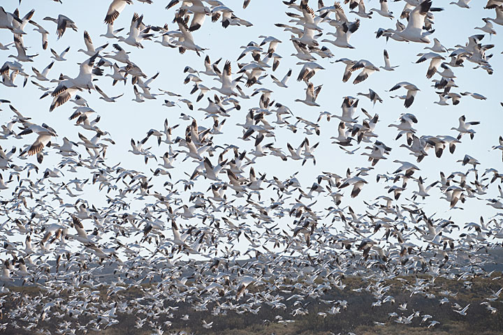 Camera: DMC-GX8 | 1/1600 sec, F8.0, ISO 320