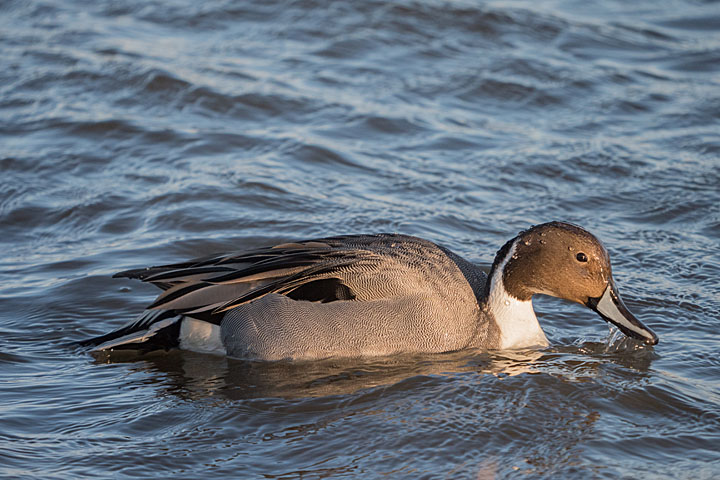 Camera: DMC-GX8 | 1/1000 sec, F6.1, ISO 1000