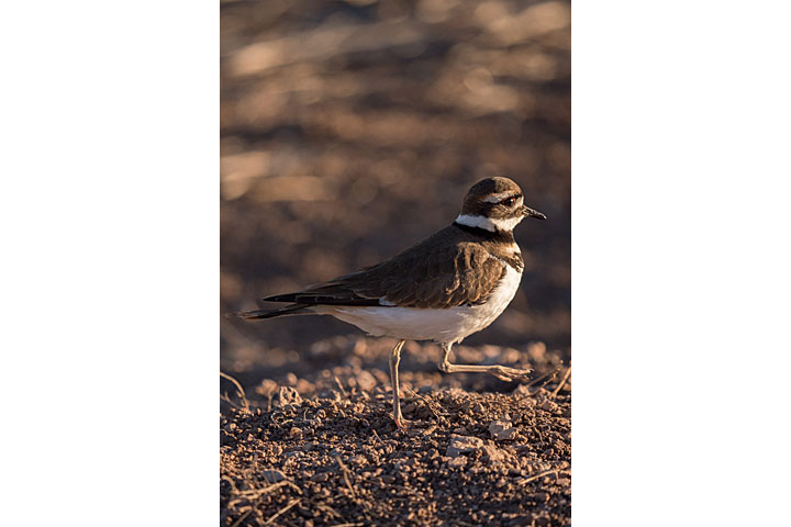 Camera: DMC-GX8 | 1/1250 sec, F5.4, ISO 1000