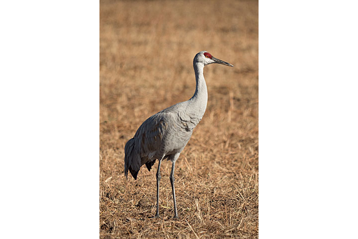 Camera: DMC-GX8 | 1/2000 sec, F6.3, ISO 400