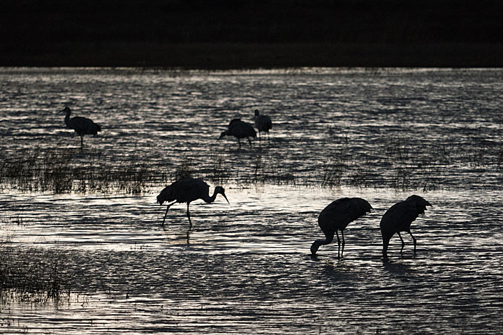 Camera: DMC-GX8 | 1/160 sec, F4.8, ISO 2500