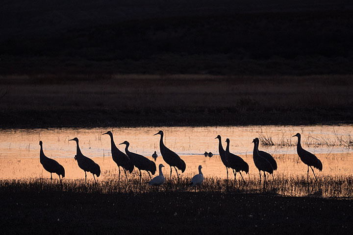 Camera: DMC-GX8 | 1/250 sec, F5.1, ISO 1250