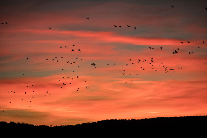 Camera: DMC-GX8 | 1/500 sec, F5.0, ISO 1250