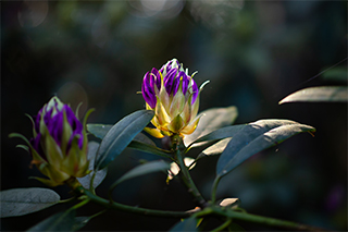 LUMIX G100 Sample Images 3