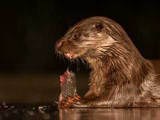 LEICA DG ELMARIT 200mm / F2.8 / POWER O.I.S. Sample Images 3