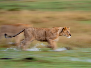 LEICA DG ELMARIT 200mm / F2.8 / POWER O.I.S. Sample Images 4