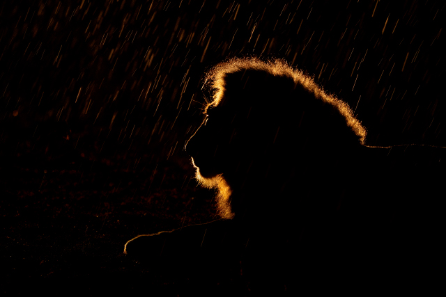 LEICA DG ELMARIT 200mm / F2.8 / POWER O.I.S. Sample Images 7