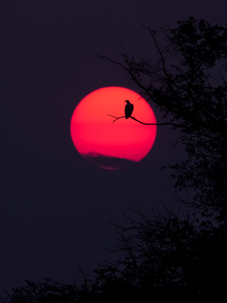 LEICA DG VARIO-ELMAR 100-400mm / F4.0-6.3 ASPH. / POWER O.I.S. Sample Images 1