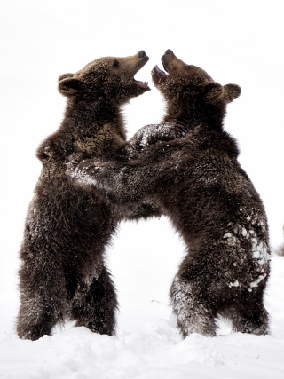 LEICA DG VARIO-ELMAR 100-400mm / F4.0-6.3 ASPH. / POWER O.I.S. Sample Images 2