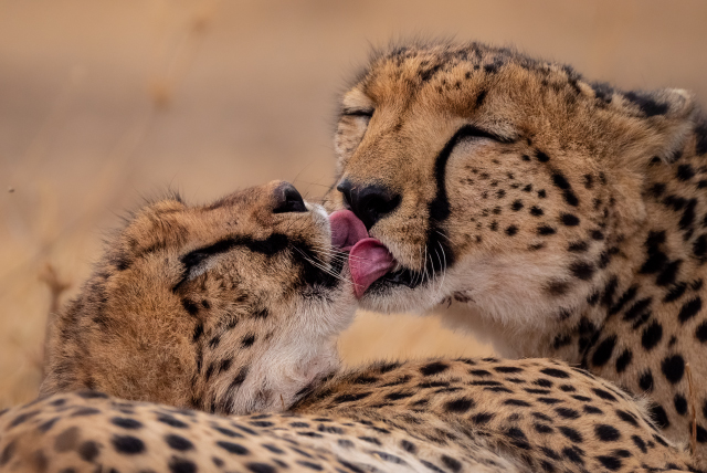 LEICA DG VARIO-ELMAR 100-400mm / F4.0-6.3 ASPH. / POWER O.I.S. Sample Images 3