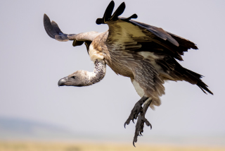 LEICA DG VARIO-ELMAR 100-400mm / F4.0-6.3 ASPH. / POWER O.I.S. Sample Images 4