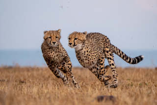 LEICA DG VARIO-ELMAR 100-400mm / F4.0-6.3 ASPH. / POWER O.I.S. Sample Images 6