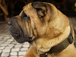 LEICA DG SUMMILUX 25mm / F1.4 II ASPH. Sample Images 5