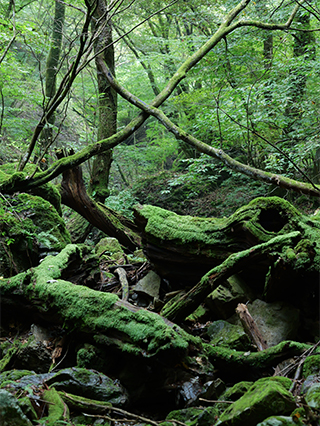 LUMIX S5M2 Gallery 9