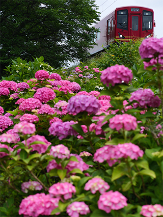 LUMIX G9II Sample Images 20