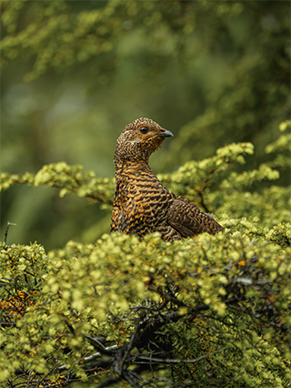 LUMIX G9II Sample Images 9