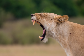 LEICA DG VARIO-ELMAR 100-400mm / F4.0-6.3 ASPH. / POWER O.I.S. Sample Images 5