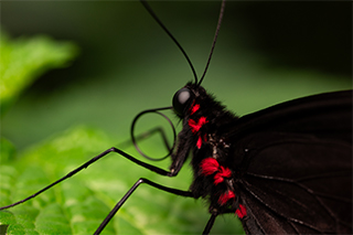 LUMIX S 100mm F2.8 MACRO Sample Images 1