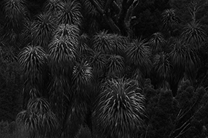 LUMIX S1RII Gallery 9