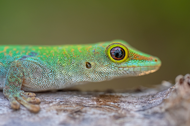 LUMIX S1RII Gallery 28