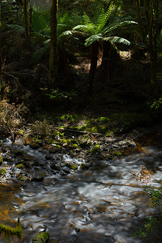 LUMIX S1RII Gallery 3