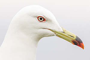 LUMIX S 100-500mm F5-7.1 Sample Images 3