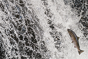 LUMIX S 100-500mm F5-7.1 Sample Images 4