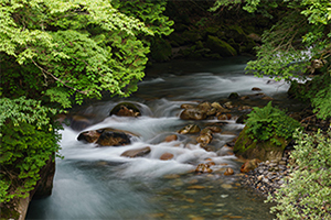 LUMIX S 100-500mm F5-7.1 Sample Images 5