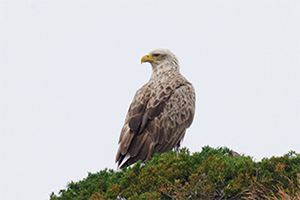 LUMIX S 100-500mm F5-7.1 Sample Images 6