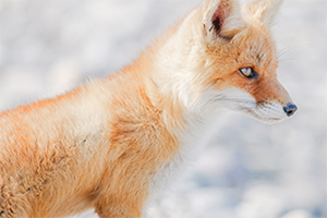 LUMIX S 100-500mm F5-7.1 Sample Images 7