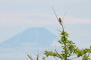 LUMIX S 100-500mm F5-7.1 Sample Images 8