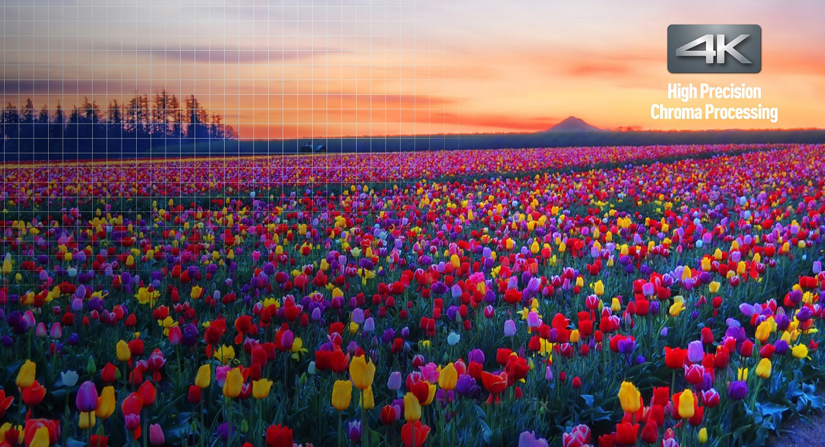 Stunning colour and details