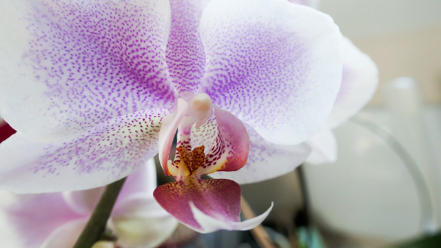 للاستلهام - الكاميرا الرقمية LUMIX® الطراز DC-TZ220