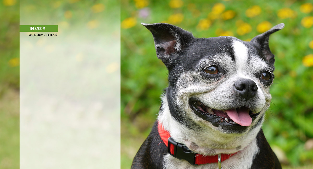 Dynamische foto's en video's