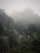 053_FY2017_Panasonic_bergnebelwald_monteverde